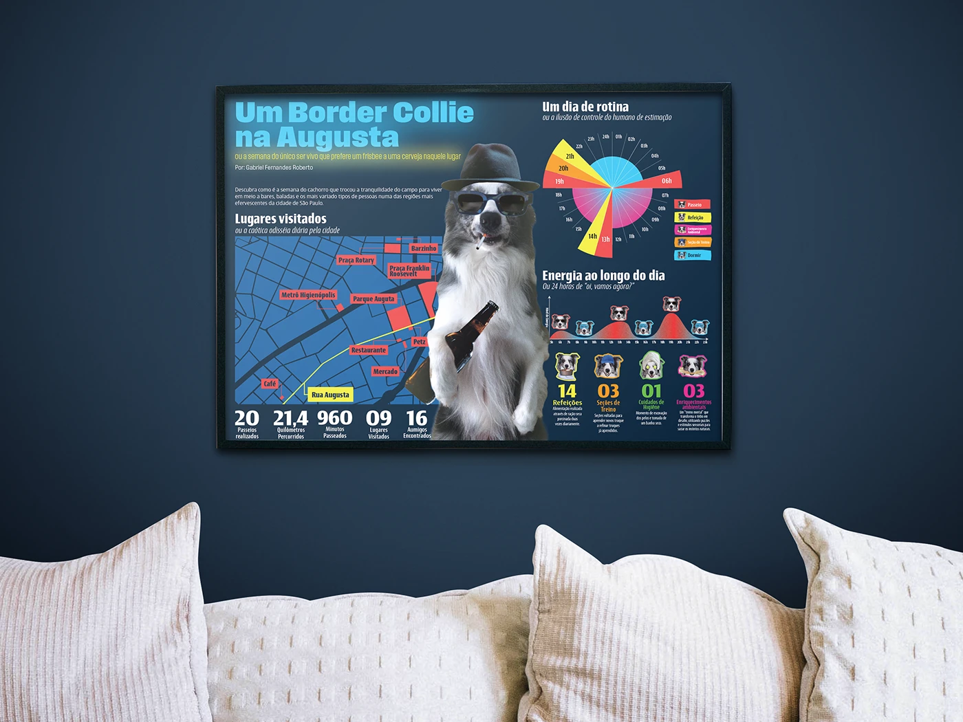 Infográfico rotina border collie